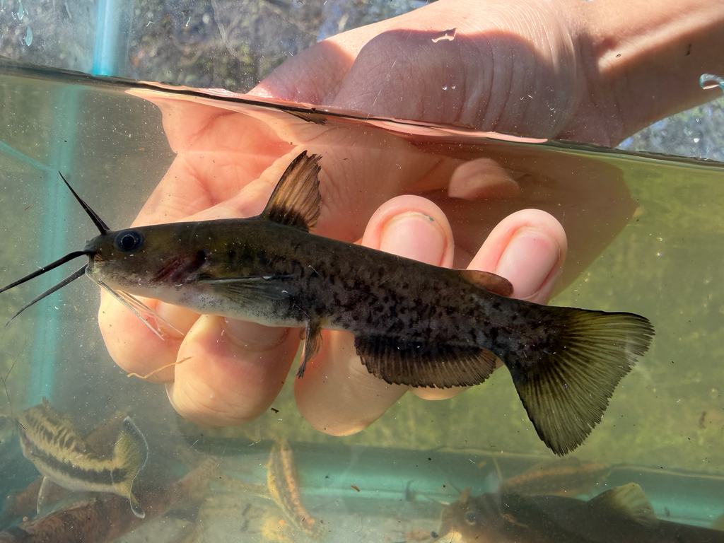 Flat Bullhead