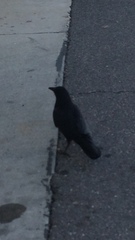 Corvus brachyrhynchos