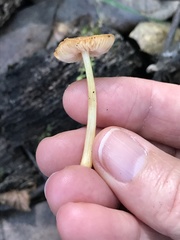 Pluteus romellii