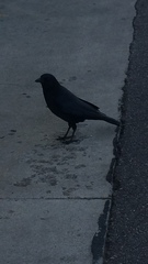 Corvus brachyrhynchos