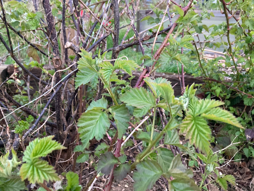 Entangled Brambles brambles from Marine Parade, Seaford, England, GB on March 22, 2026 at ...