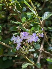 Duranta triacantha