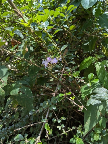 Duranta triacantha, photograph 2