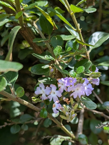Duranta triacantha, photograph 3
