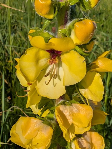 Cretan Mullein (Verbascum creticum)