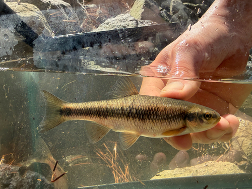 Sandhills Chub