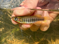 Lined Topminnow photo 1