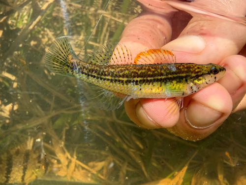 Pinewoods darter (Etheostoma mariae) — Percidae — 2