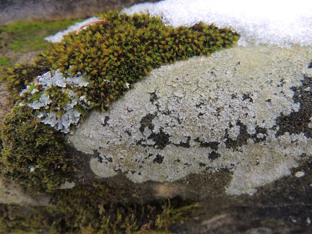 Trapelia placodioides