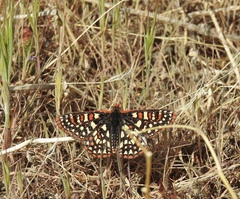 Euphydryas chalcedona hennei