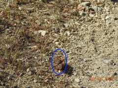 Euphydryas chalcedona hennei