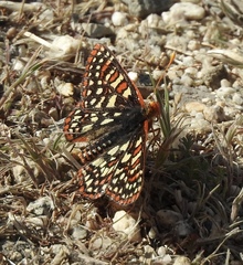 Euphydryas chalcedona hennei