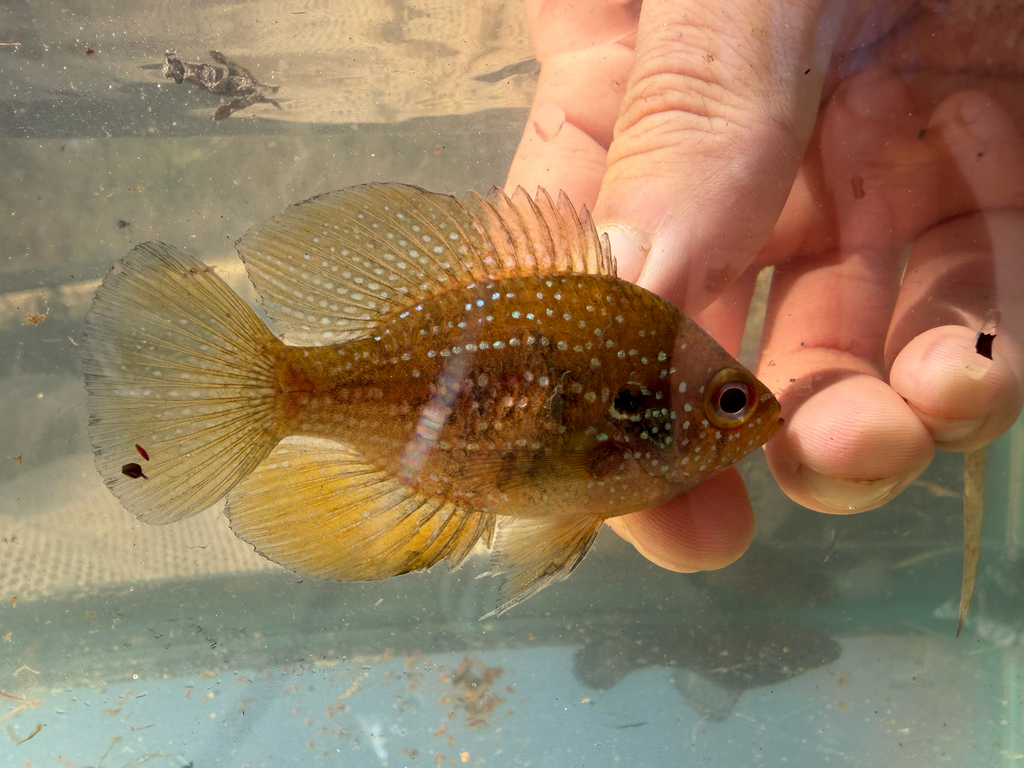 Bluespotted Sunfish