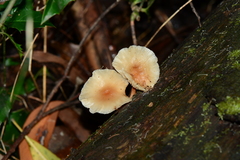 Collybia eucalyptorum