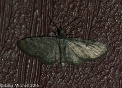 Pasiphila rectangulata