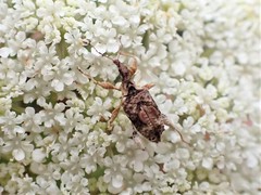 Stephanorhynchus curvipes