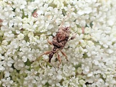 Stephanorhynchus curvipes