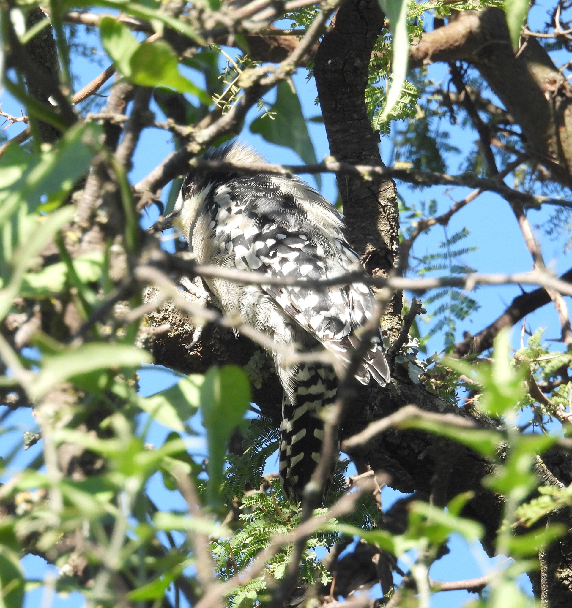 White-fronted Woodpecker (Melanerpes cactorum), photo 10