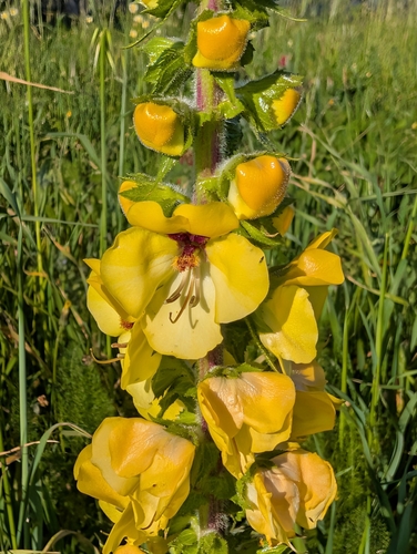 Verbascum creticum, photograph 2