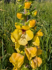 author not stated, no rights reserved Verbascum creticum, photograph author not stated, no rights reserved