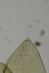 Plagiothecium denticulatum
