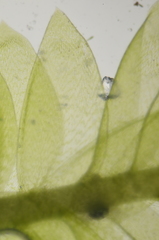 Plagiothecium denticulatum