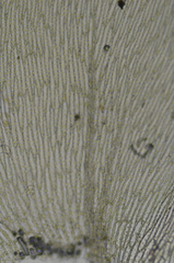 Plagiothecium denticulatum