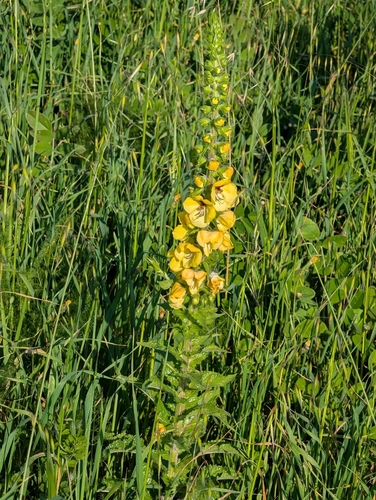 Verbascum creticum, photograph 3