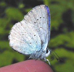 Plebejus anna ricei