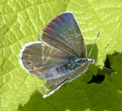 Plebejus anna ricei