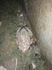 Rhinella horribilis