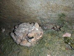 Rhinella horribilis