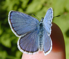 Plebejus anna ricei
