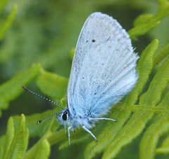 Plebejus anna ricei