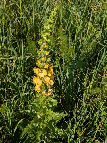 Verbascum creticum, photograph 4