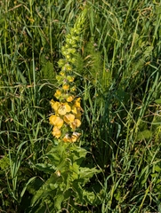 author not stated, no rights reserved Verbascum creticum, photograph author not stated, no rights reserved