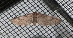 Eupithecia columbiata