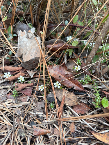 Savanna Pyxiemoss (Pyxidanthera barbulata)