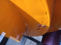 Polybia chrysothorax