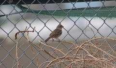 Zonotrichia leucophrys