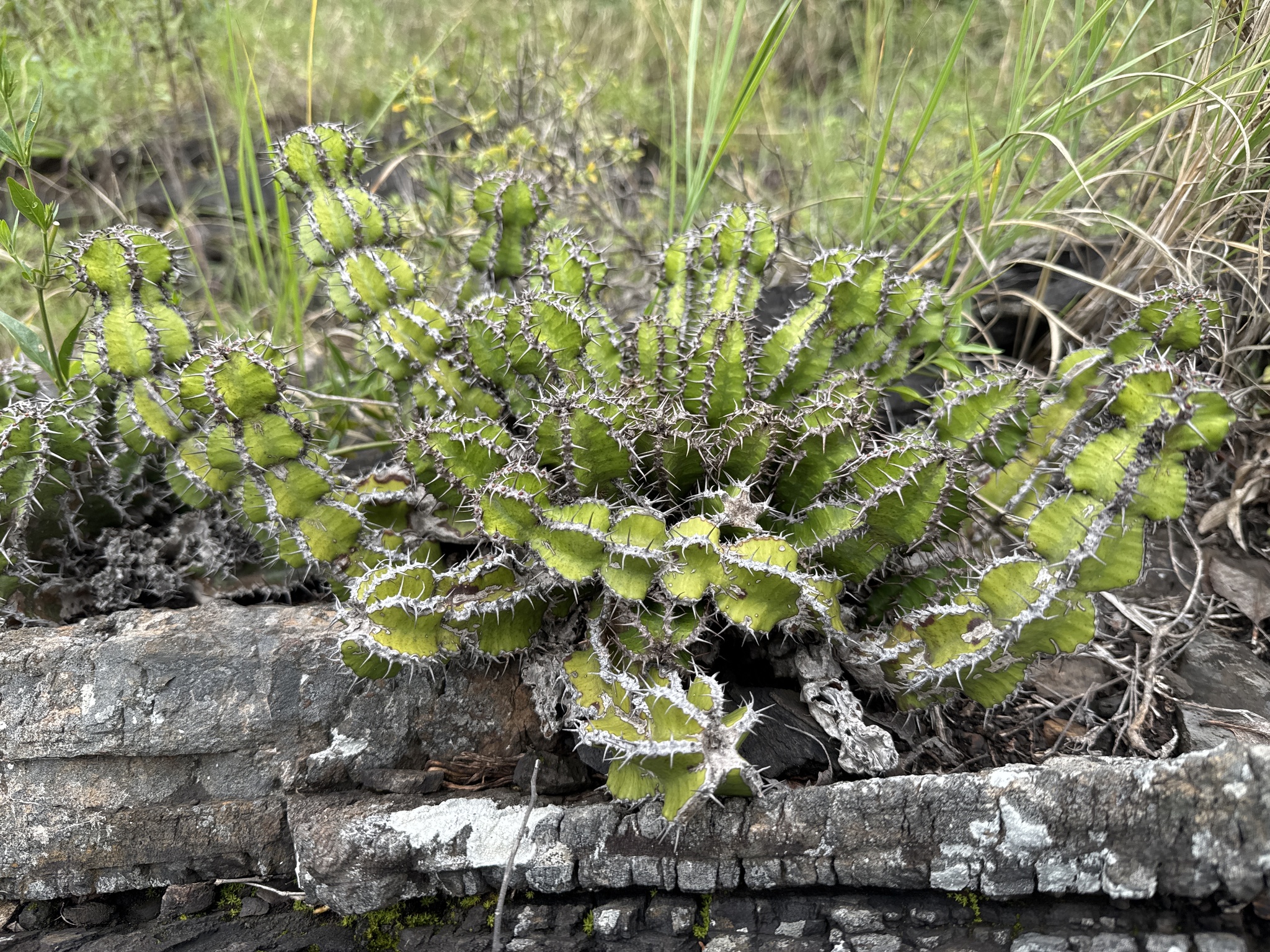 Euphorbia restricta