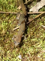 Eurycea multiplicata