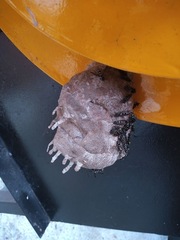 Polybia occidentalis