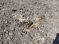 Equus asinus
