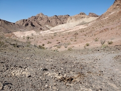 Equus asinus