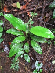 Spathiphyllum wallisii