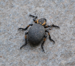 Brachycerus labrusca