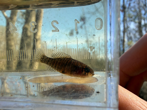 Carolina Pygmy Sunfish (Elassoma boehlkei) — Elassomatidae — 4