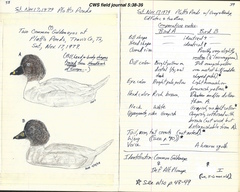 Bucephala
