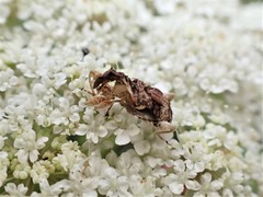 Stephanorhynchus curvipes